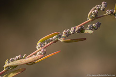 Chenopodium desiccatum