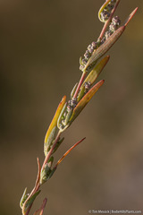 Chenopodium desiccatum
