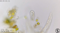 Dexiotricha colpidiopsis