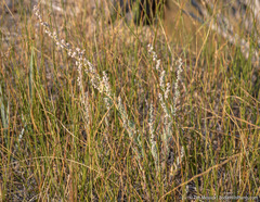 Chenopodium desiccatum