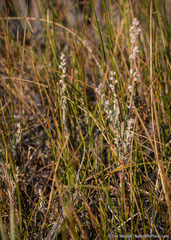 Chenopodium desiccatum