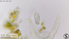 Dexiotricha colpidiopsis