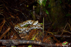 Bothrocophias microphthalmus