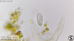 Dexiotricha colpidiopsis