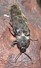 Tetralobus flabellicornis