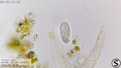 Dexiotricha colpidiopsis