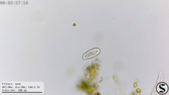 Dexiotricha colpidiopsis