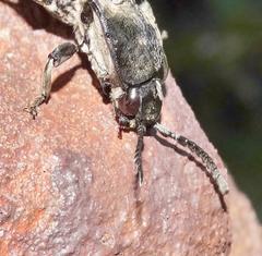 Tetralobus flabellicornis