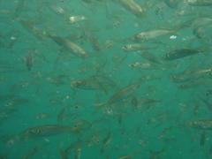 Trachurus trachurus