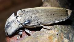 Tetralobus flabellicornis