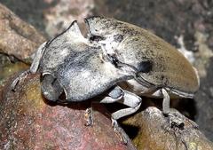 Tetralobus flabellicornis