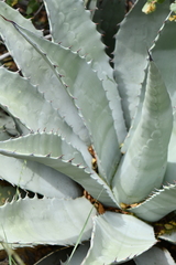 Agave chrysantha