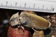 Tetralobus flabellicornis