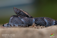 Bothrocophias microphthalmus