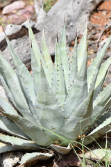 Agave parryi parryi
