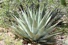 Agave chrysantha