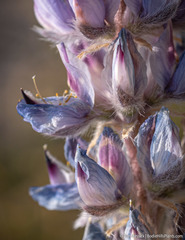 Lupinus lepidus sellulus