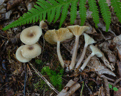 Lactarius griseus