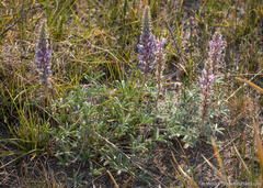 Lupinus lepidus sellulus