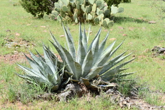 Agave chrysantha