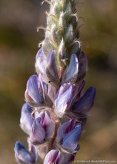 Lupinus lepidus sellulus
