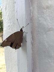 Historis acheronta