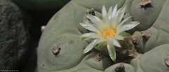Lophophora diffusa