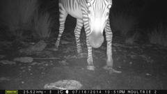 Equus zebra hartmannae