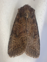 Protorthodes curtica