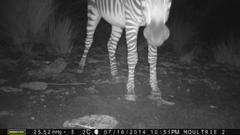 Equus zebra hartmannae