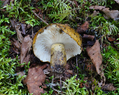 Lactarius sordidus