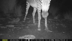 Equus zebra hartmannae