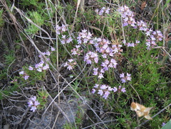 Thymus tauricus