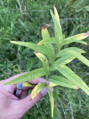 Lysimachia vulgaris
