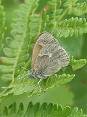 Coenonympha