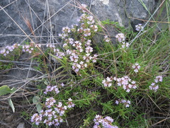 Thymus tauricus