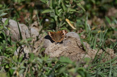 Junonia zonalis