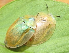 Aspidimorpha puncticosta