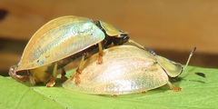 Aspidimorpha puncticosta