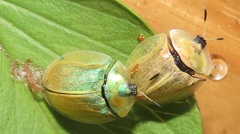 Aspidimorpha puncticosta