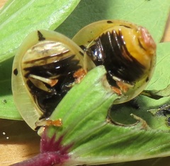 Aspidimorpha puncticosta