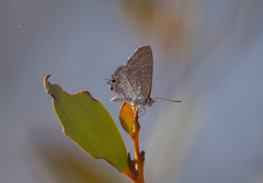 Theclinesthes miskini