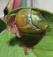 Aspidimorpha puncticosta