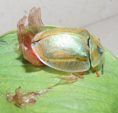 Aspidimorpha puncticosta
