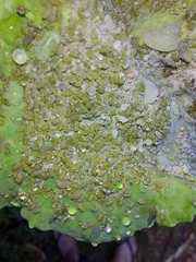 Brevicoryne brassicae