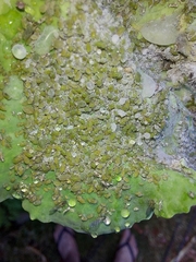 Brevicoryne brassicae