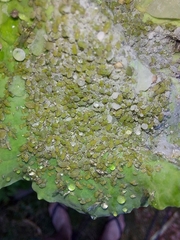 Brevicoryne brassicae