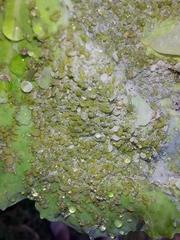 Brevicoryne brassicae