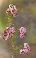 Erica brachycentra