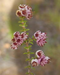 Erica brachycentra